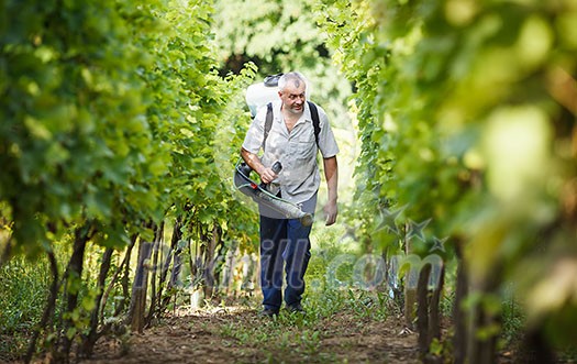 Vintner walking in his vineyard spraying chemicals on his vines Vintner walking in his vineyard spraying chemicals on his vines