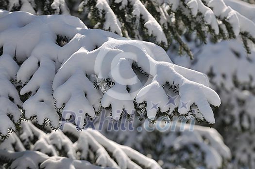 closeup of snow on tree at beautiful winter season day