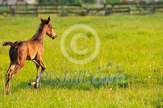 beautiful horse in nature run and have family relatinship