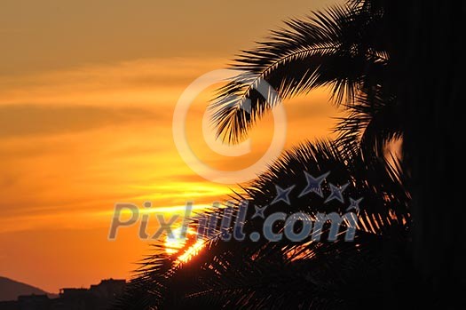 palm branches background at tropical sea on summer vacation