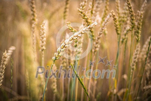 Ripe barley (lat. Hordeum) Ripe barley (lat. Hordeum)