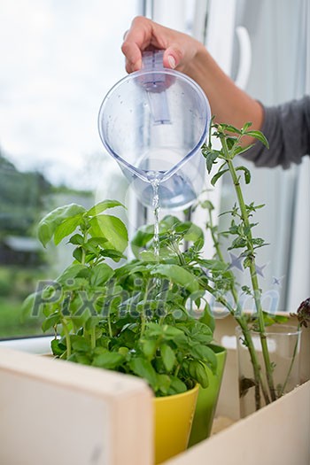 Watering the kitchen herbs - Young woman pouring fresh water into pots with fresh herbs on her appartment's kitchen window Watering the kitchen herbs - Young woman pouring fresh water into pots with fresh herbs on her appartment's kitchen window