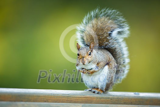 Eastern Grey Squirrel (Sciurus carolinensis) Eastern Grey Squirrel (Sciurus carolinensis)