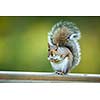 Eastern Grey Squirrel (Sciurus carolinensis)