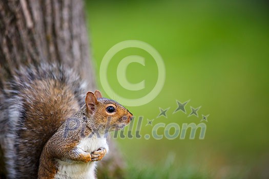 Eastern Grey Squirrel (Sciurus carolinensis) Eastern Grey Squirrel (Sciurus carolinensis)