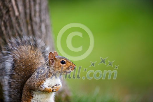 Eastern Grey Squirrel (Sciurus carolinensis)