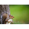 Eastern Grey Squirrel (Sciurus carolinensis)