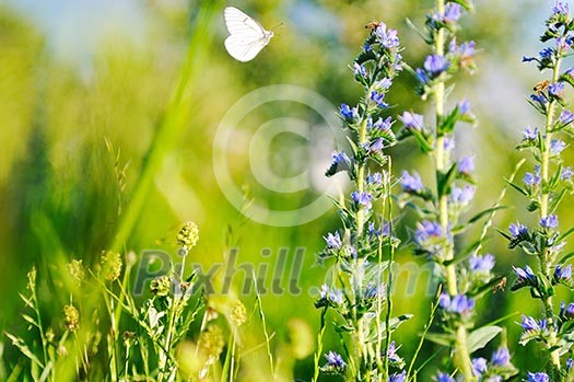 white buterfly at sunny day fly over plants and flower in meadow