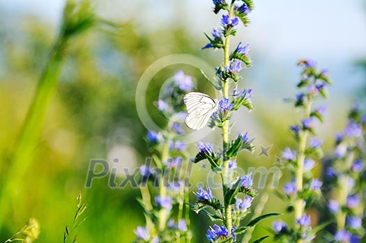 white buterfly at sunny day fly over plants and flower in meadow