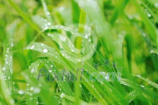gras and flowers background at raint gras and flowers background at raint