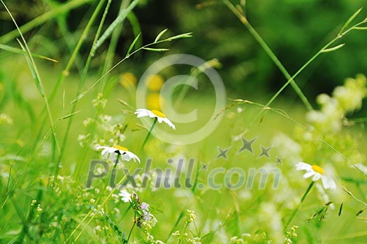 gras and flowers background at raint