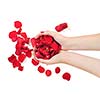woman hand holding rose petals in hand and representing skin and hand care concept