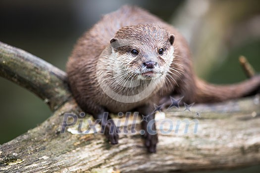 An oriental small-clawed otter / Aonyx cinerea / Asian small-clawed otter An oriental small-clawed otter / Aonyx cinerea / Asian small-clawed otter