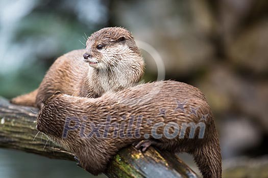 An oriental small-clawed otter / Aonyx cinerea / Asian small-clawed otter An oriental small-clawed otter / Aonyx cinerea / Asian small-clawed otter