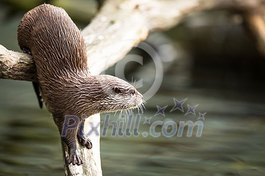 An oriental small-clawed otter / Aonyx cinerea / Asian small-clawed otter An oriental small-clawed otter / Aonyx cinerea / Asian small-clawed otter