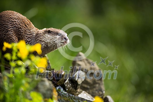 An oriental small-clawed otter / Aonyx cinerea / Asian small-clawed otter An oriental small-clawed otter / Aonyx cinerea / Asian small-clawed otter