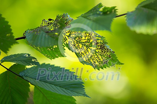 Green leafs eaten by insect, with smooth lush green background Green leafs eaten by insect, with smooth lush green background