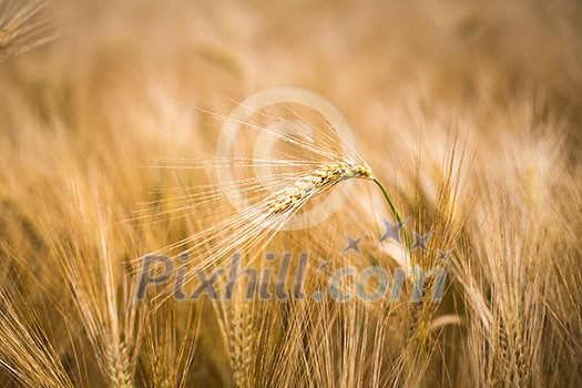 Ripe barley (lat. Hordeum)