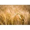 Ripe barley (lat. Hordeum)