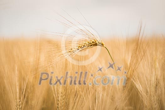 Ripe barley (lat. Hordeum) Ripe barley (lat. Hordeum)