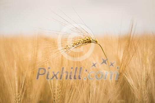 Ripe barley (lat. Hordeum)