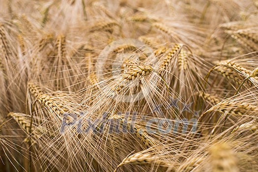 Ripe barley (lat. Hordeum) Ripe barley (lat. Hordeum)