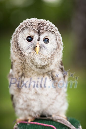 Close up of a baby Tawny Owl (Strix aluco)