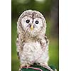 Close up of a baby Tawny Owl (Strix aluco)