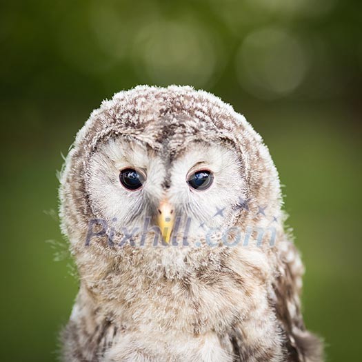 Close up of a baby Tawny Owl (Strix aluco)