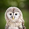 Close up of a baby Tawny Owl (Strix aluco)