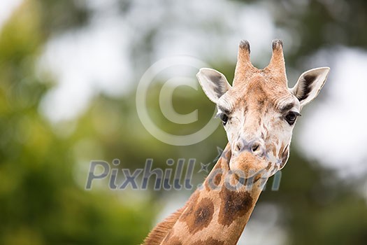 Giraffe (Giraffa camelopardalis) Giraffe (Giraffa camelopardalis)