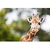 Giraffe (Giraffa camelopardalis)