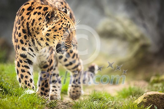 Amur Leopard (Panthera pardus orientalis)