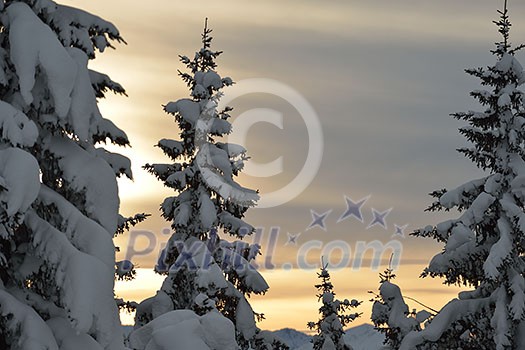 winter nature landscape  mountaint  with tree and fresh snow