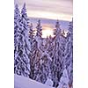 nature mountaint winter landscape with tree and fresh snow