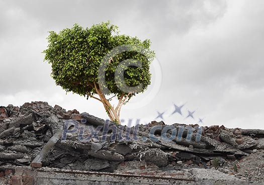 Conceptual image of green tree standing on ruins