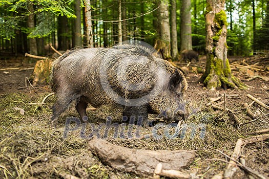 Wild boar (Sus scrofa) Wild boar (Sus scrofa)