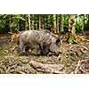 Wild boar (Sus scrofa)