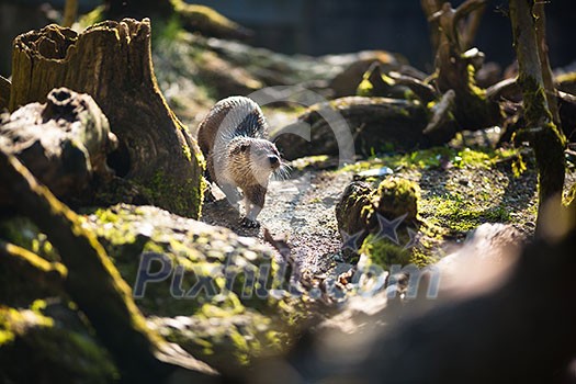 Eurasian otter (Lutra lutra) Eurasian otter (Lutra lutra)