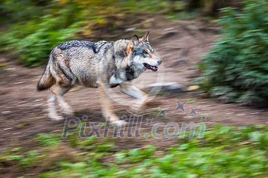 Gray/Eurasian wolf (Canis lupus)