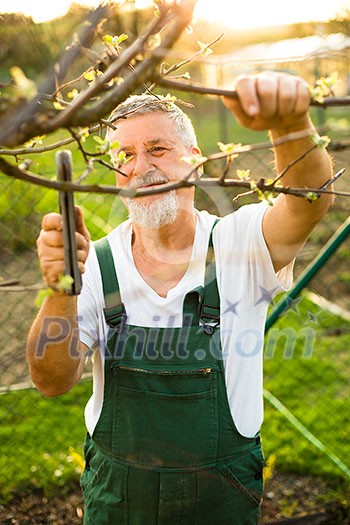 Portrait of a handsome senior man gardening in his garden, on a lovely spring day (color toned image)