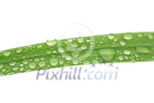 isolated grass with rain drops