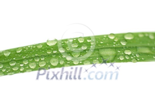 isolated grass with rain drops isolated grass with rain drops