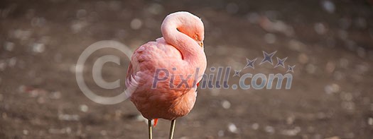 Pink Flamingos Pink Flamingos