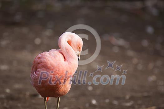 Pink Flamingos Pink Flamingos