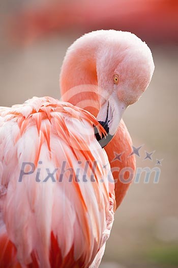 Pink Flamingos Pink Flamingos