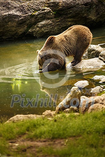 Brown bear considering taking a bath Brown bear considering taking a bath