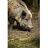 Wild boar (Sus scrofa)