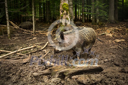 Wild boar (Sus scrofa) Wild boar (Sus scrofa)