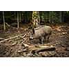 Wild boar (Sus scrofa)